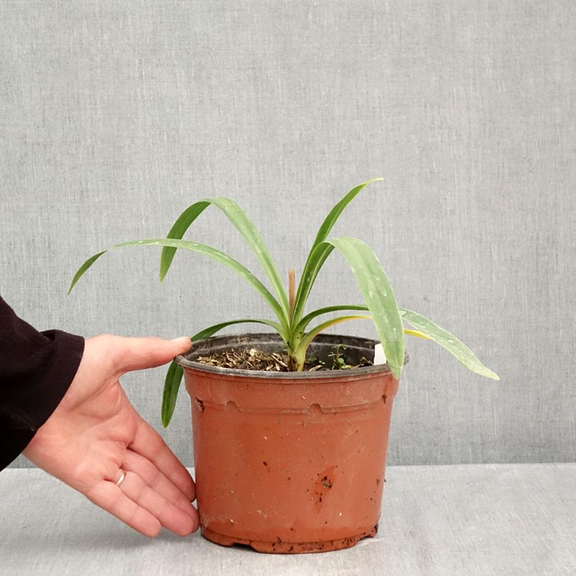 Agapanthus Blue Triumphator 2L/3L pot sample as delivered in autumn