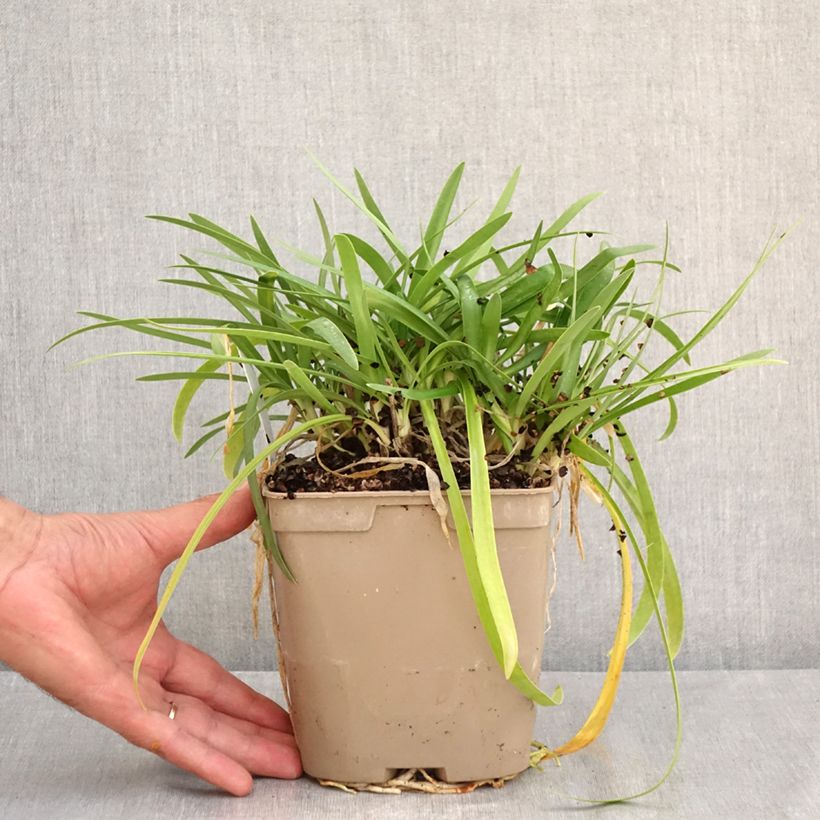 Agapanthus Charlotte 2L/3L pot sample as delivered in summer