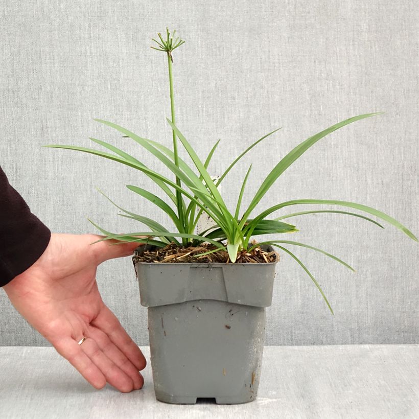 Agapanthus Charlotte 2L/3L pot sample as delivered in autumn