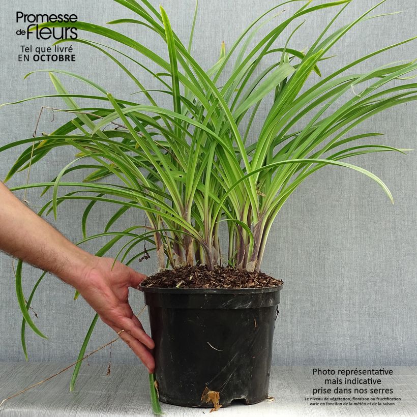 Agapanthus Dokter Brouwer 4L/5L pot sample as delivered in autumn