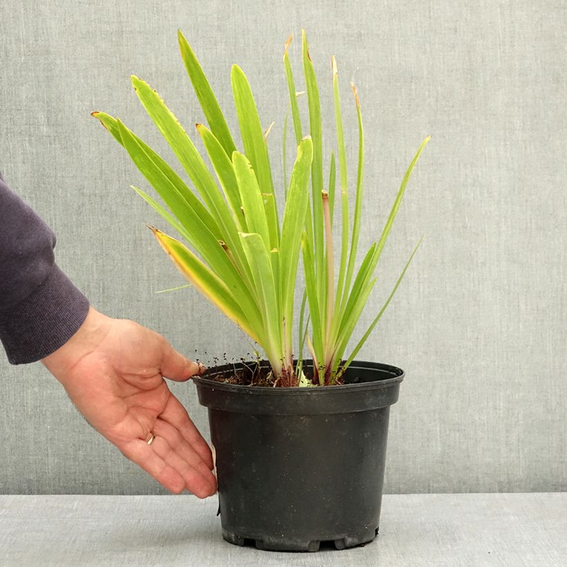 Agapanthe Docteur Brouwer Pot de 2L/3L sample as delivered in summer