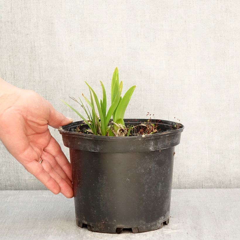 Agapanthus Dokter Brouwer 2L/3L pot sample as delivered in spring