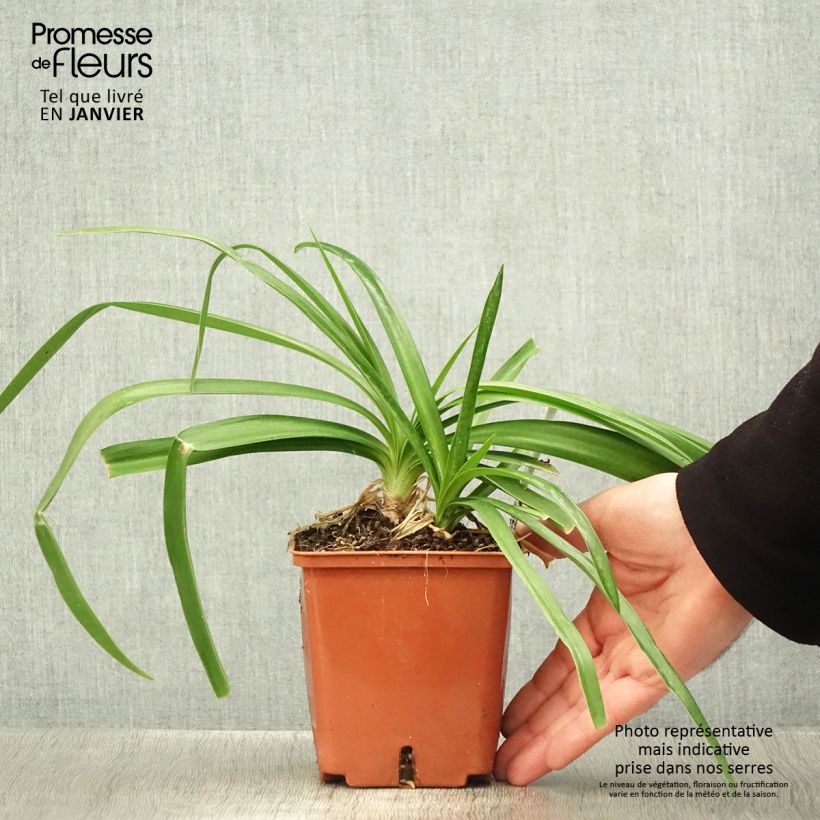 Agapanthus Enigma 1L/1.5L pot sample as delivered in winter