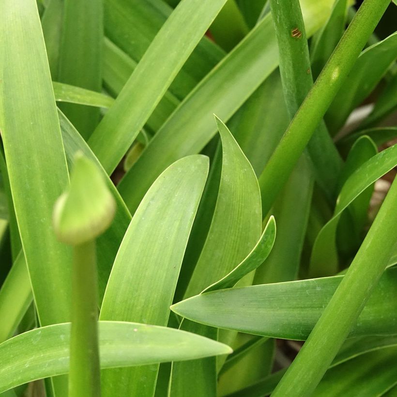 Agapanthus Midnight Moon - African lily (Foliage)
