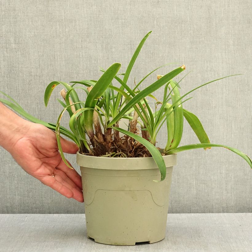Agapanthus Midnight Moon - African lily 3L/4L pot sample as delivered in summer