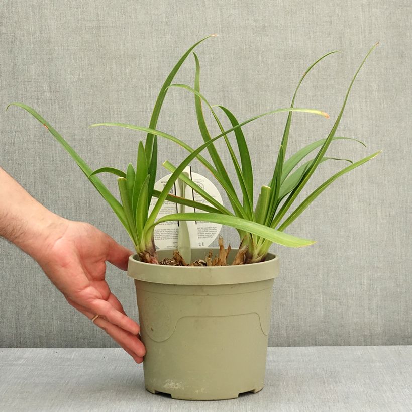 Agapanthus Midnight Moon - African lily 3L/4L pot sample as delivered in spring