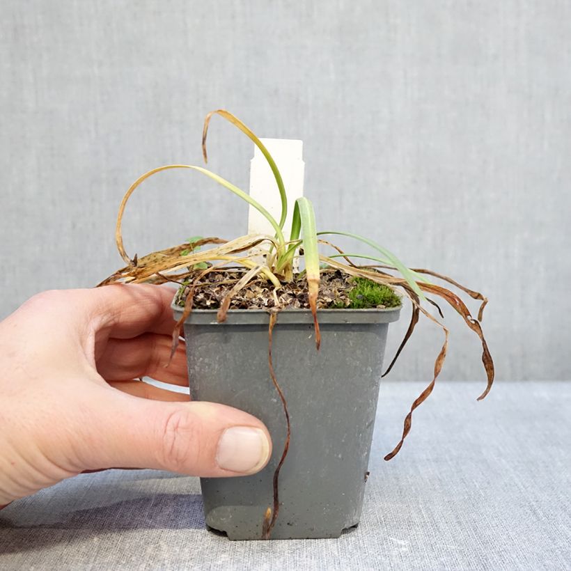 Agapanthus Flower of Love 8/9 cm pot sample as delivered in winter