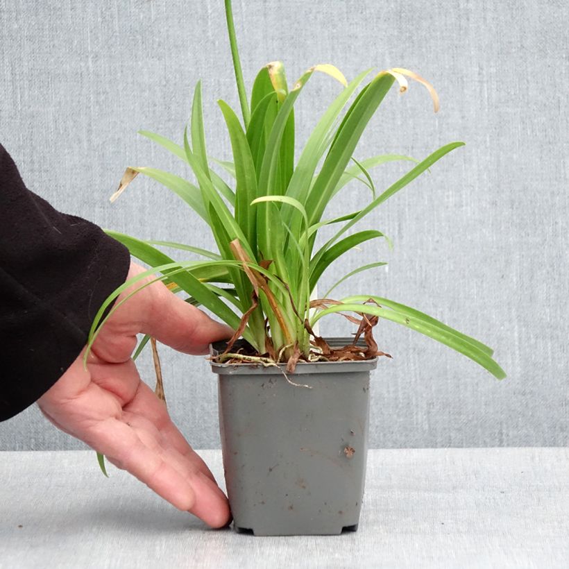 Agapanthus Ever White 8/9 cm pot sample as delivered in spring
