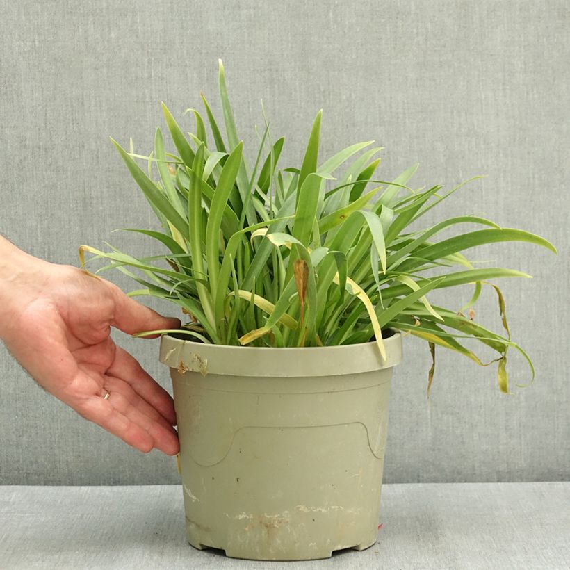 Agapanthus Ever White 3L/4L pot sample as delivered in summer