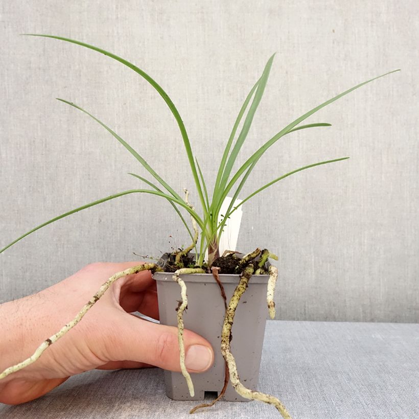 Agapanthus Fireworks 8/9 cm pot sample as delivered in winter