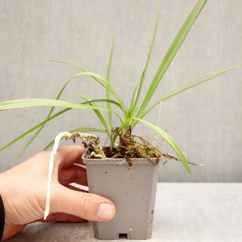 Agapanthus Fireworks 8/9 cm pot sample as delivered in spring