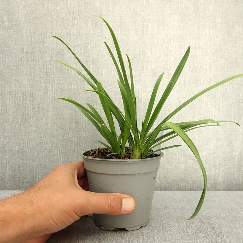 Agapanthus Poppin’® Pink - African lily 12cm pot sample as delivered in summer