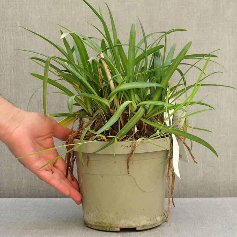Agapanthus Poppin’ Purple 3L/4L pot sample as delivered in autumn