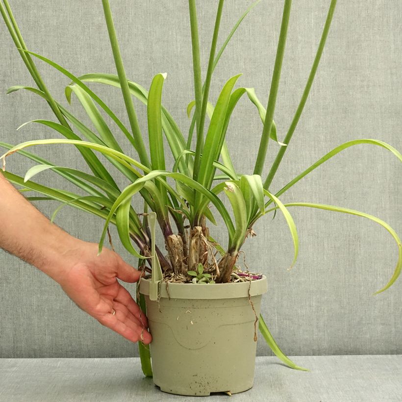 Agapanthus Poppin’ Purple 3L/4L pot sample as delivered in summer