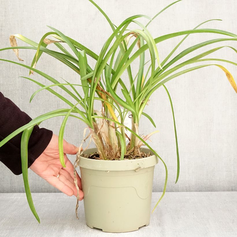 Agapanthus Poppin’ Purple 3L/4L pot sample as delivered in spring