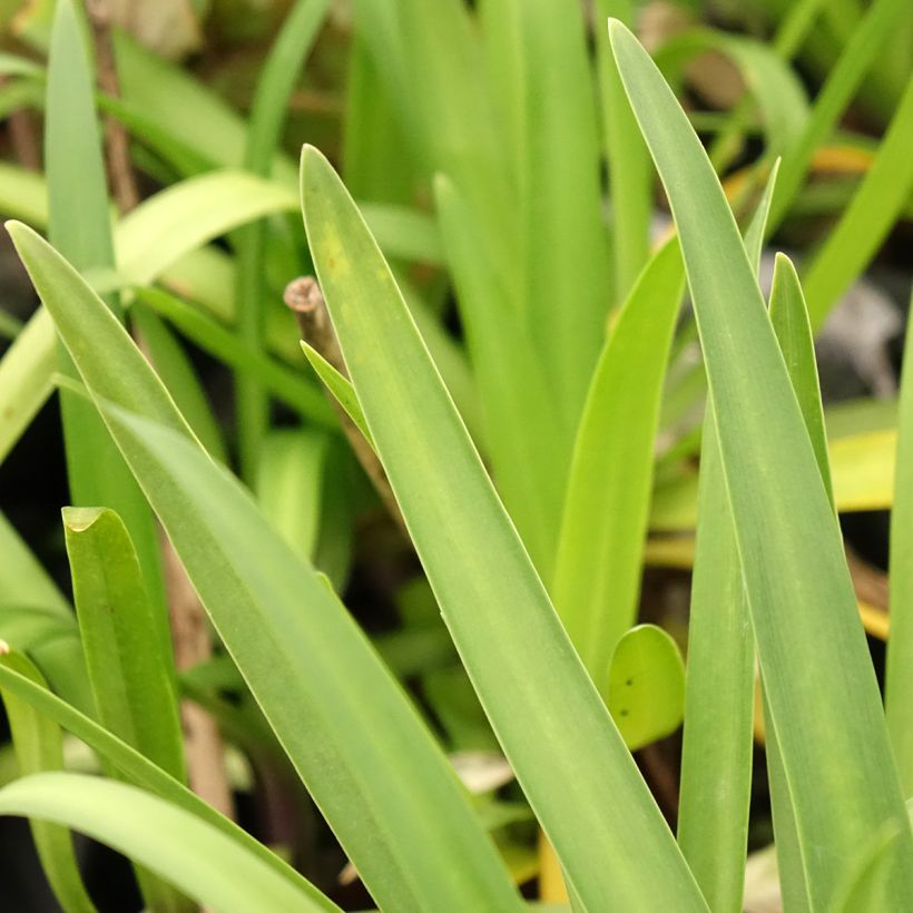 Agapanthus Poppin’ Star (Foliage)
