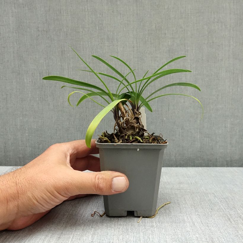 Agapanthus Poppin’ Star 8/9 cm pot sample as delivered in summer