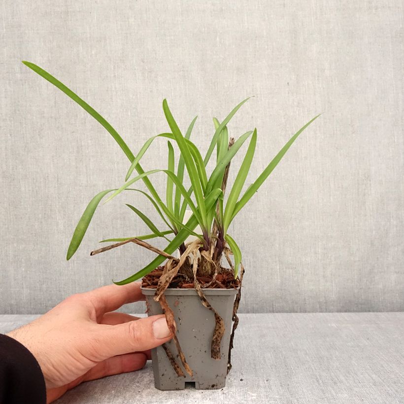 Agapanthus Poppin’ Star 8/9 cm pot sample as delivered in spring