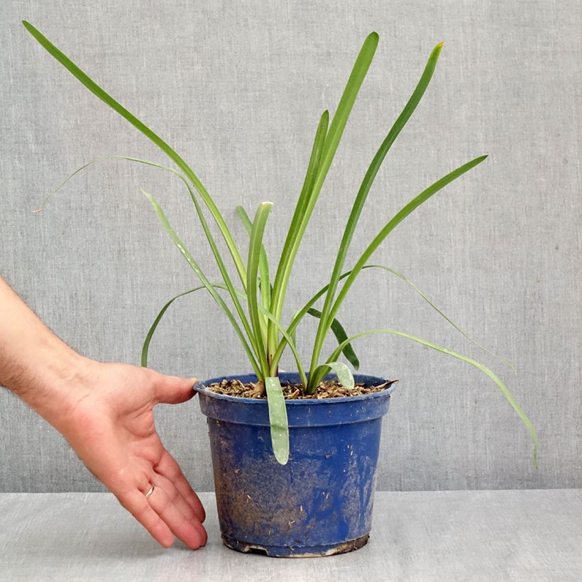 Agapanthus inapertus Intermedius 2L/3L pot sample as delivered in autumn
