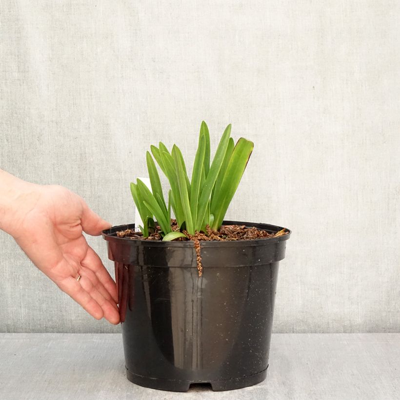 Agapanthus inapertus Intermedius 4L/5L pot sample as delivered in spring