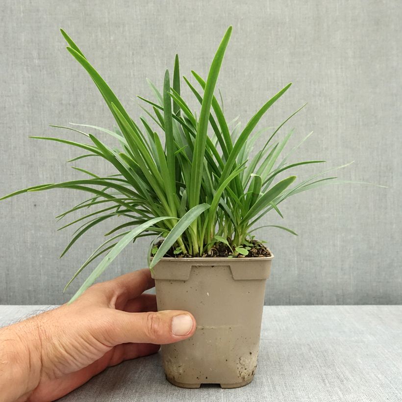 Agapanthe Lapis Lazuli Pot de 1L/1,5L sample as delivered in summer