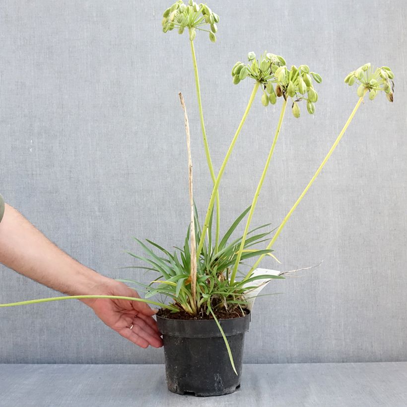 Agapanthus  africanus Mi Casa 3L/4L pot sample as delivered in summer