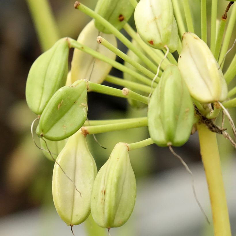 Agapanthus africanus Mi Casa (Harvest)