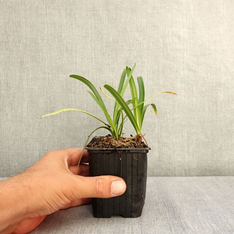 Agapanthus Midnight Sky 8/9 cm pot sample as delivered in summer
