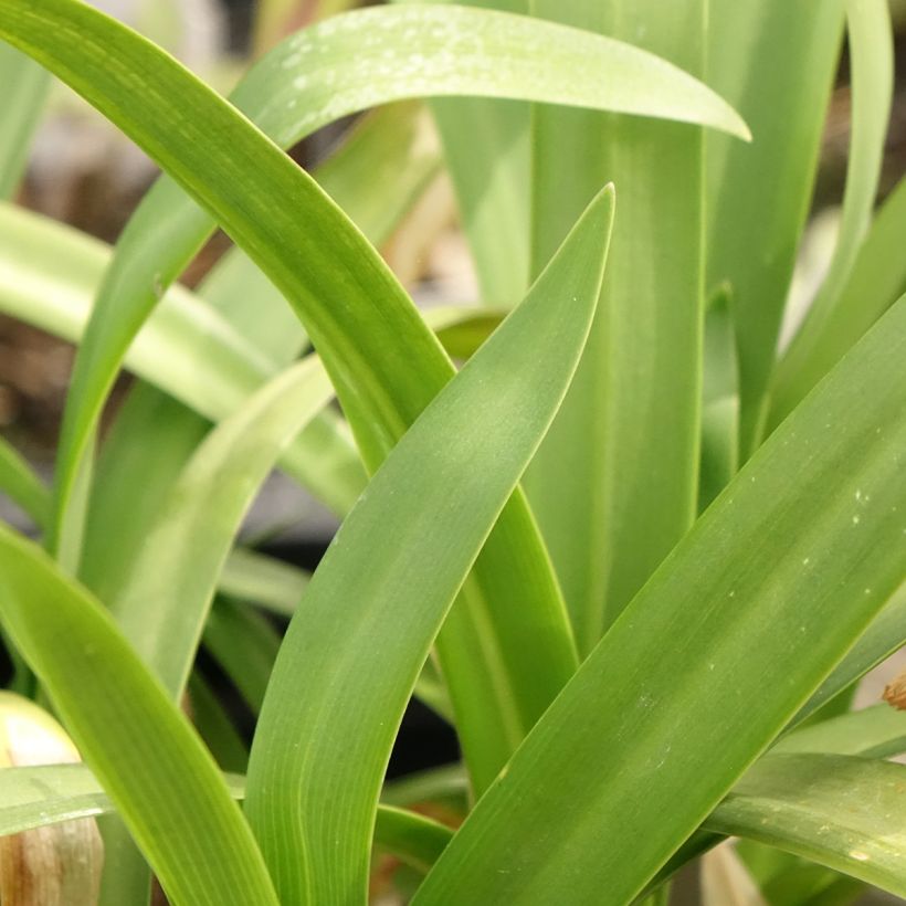 Agapanthus Midnight Sky (Foliage)