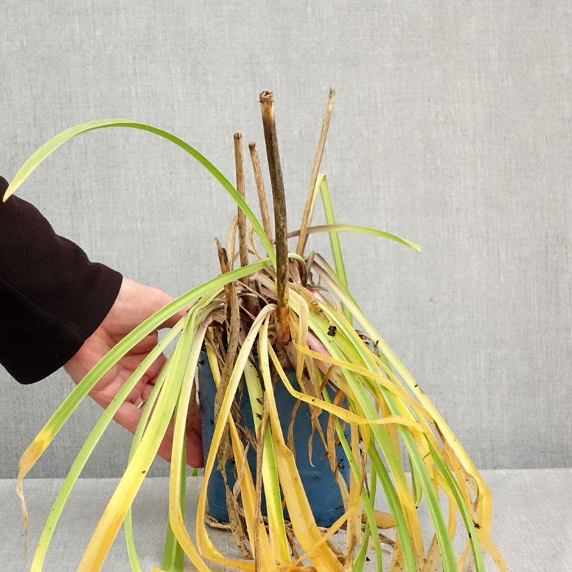 Agapanthus Navy Blue 2L/3L pot sample as delivered in autumn