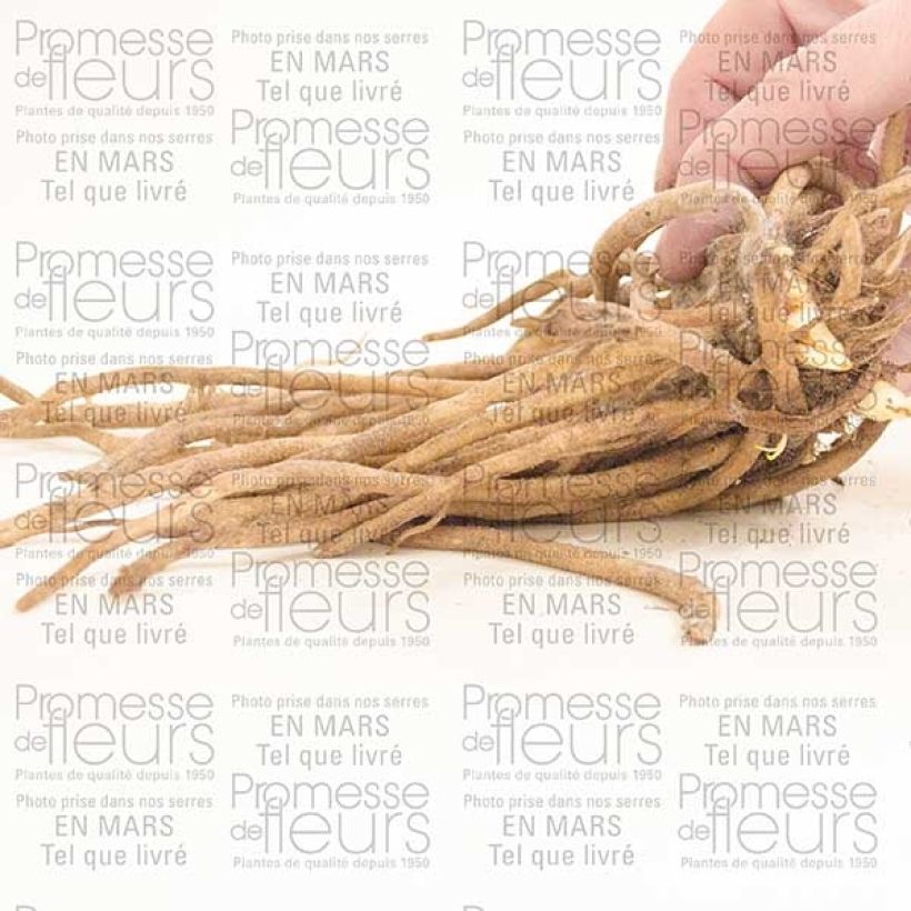 Example of Agapanthus Blue Giant Bare root 1-2 eyes specimen as delivered