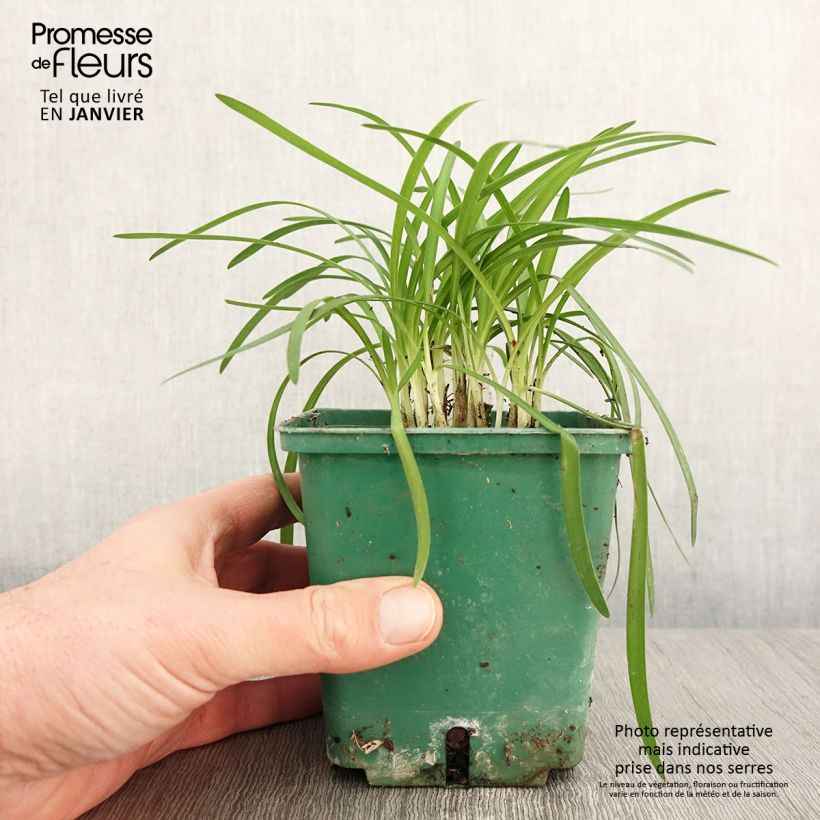 Agapanthus Peter Pan 1L/1.5L pot sample as delivered in winter