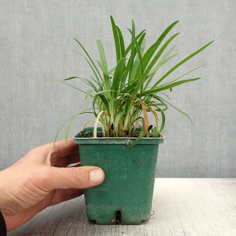 Agapanthus Peter Pan 1L/1.5L pot sample as delivered in spring