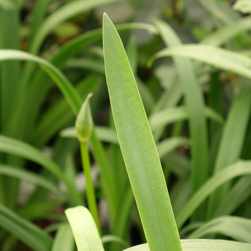 Agapanthus x africanus Pitchoune Violet - African Lily (Foliage)