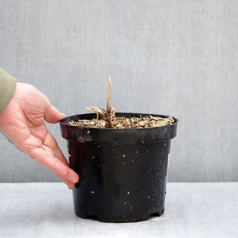 Agapanthus  africanus Polar Ice 2L/3L pot sample as delivered in winter