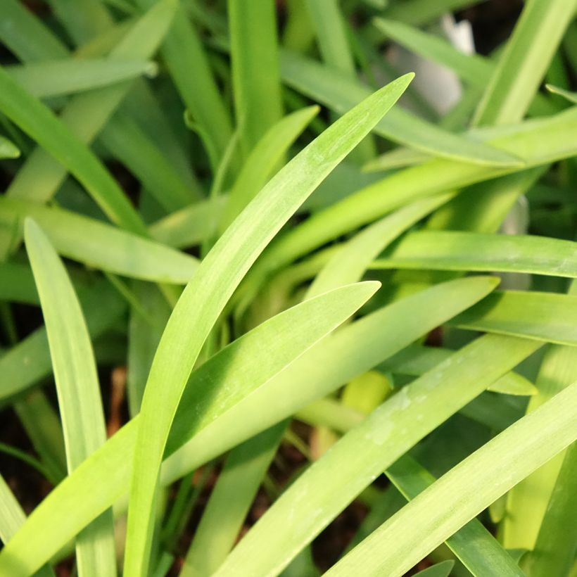 Agapanthus Sofie - African Lily (Foliage)