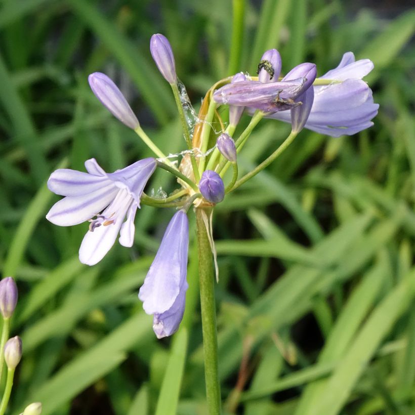 Agapanthus Sofie - African Lily (Flowering)