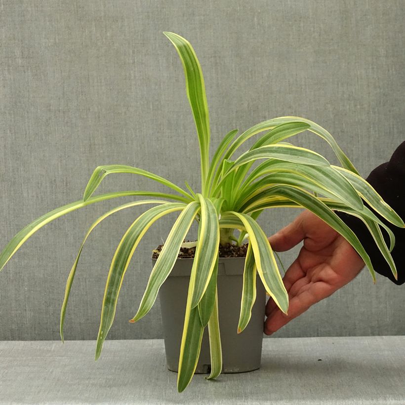 Agapanthus Zambezi 2L/3L pot sample as delivered in spring
