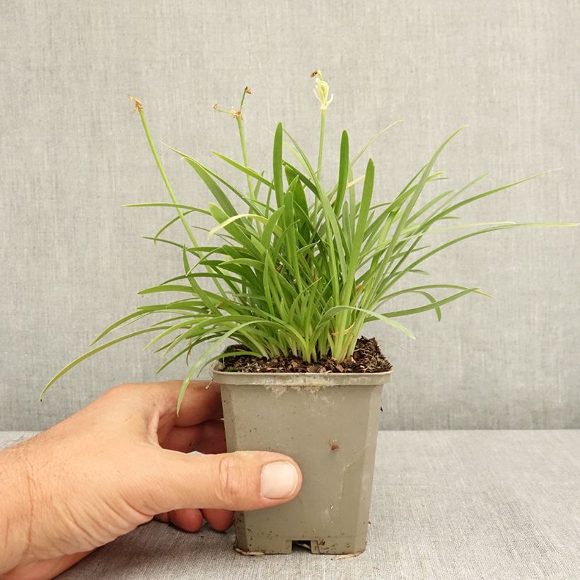 Agapanthus Silver Baby 8/9 cm pot sample as delivered in summer