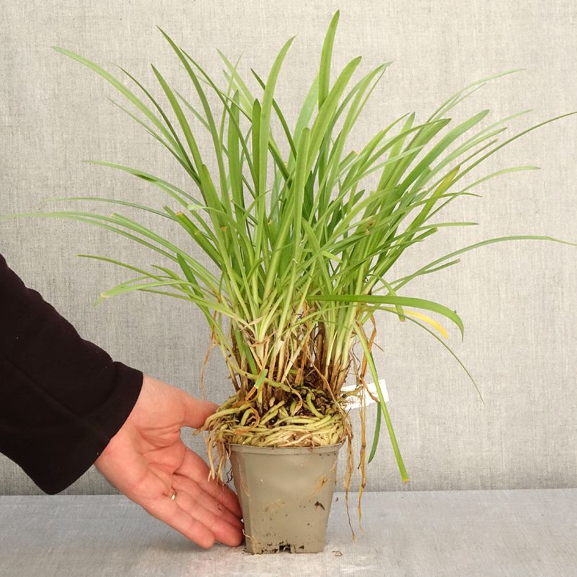 Agapanthus Silver Baby 8/9 cm pot sample as delivered in spring