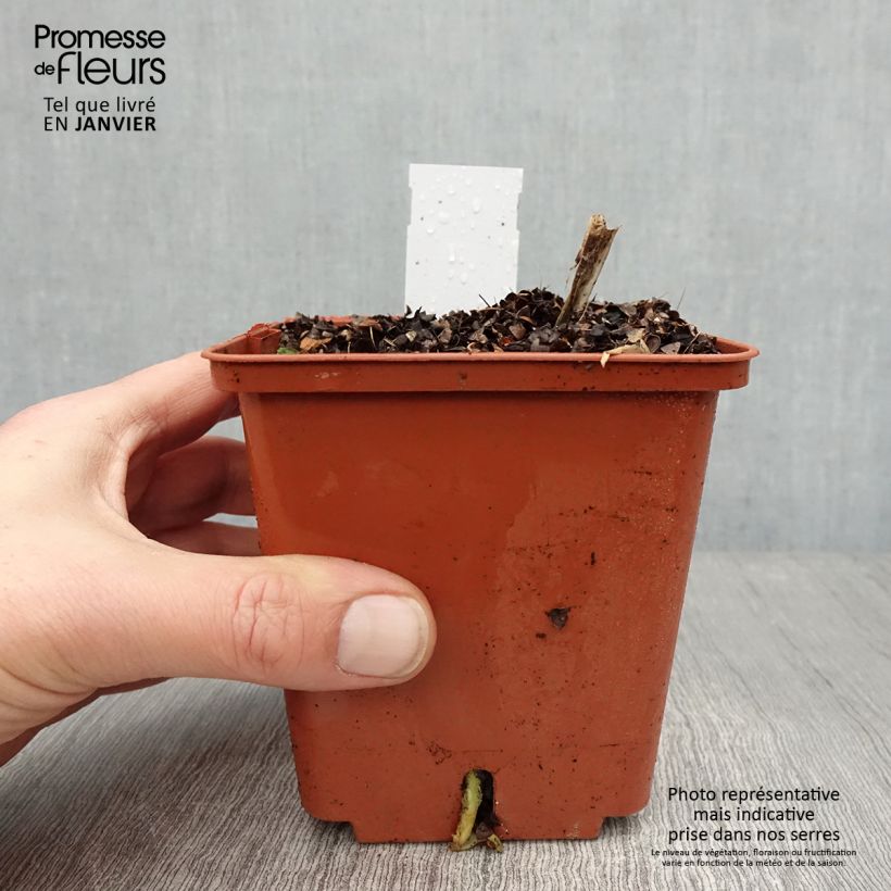 Agapanthus Stars and Stripes 1L/1.5L pot sample as delivered in winter