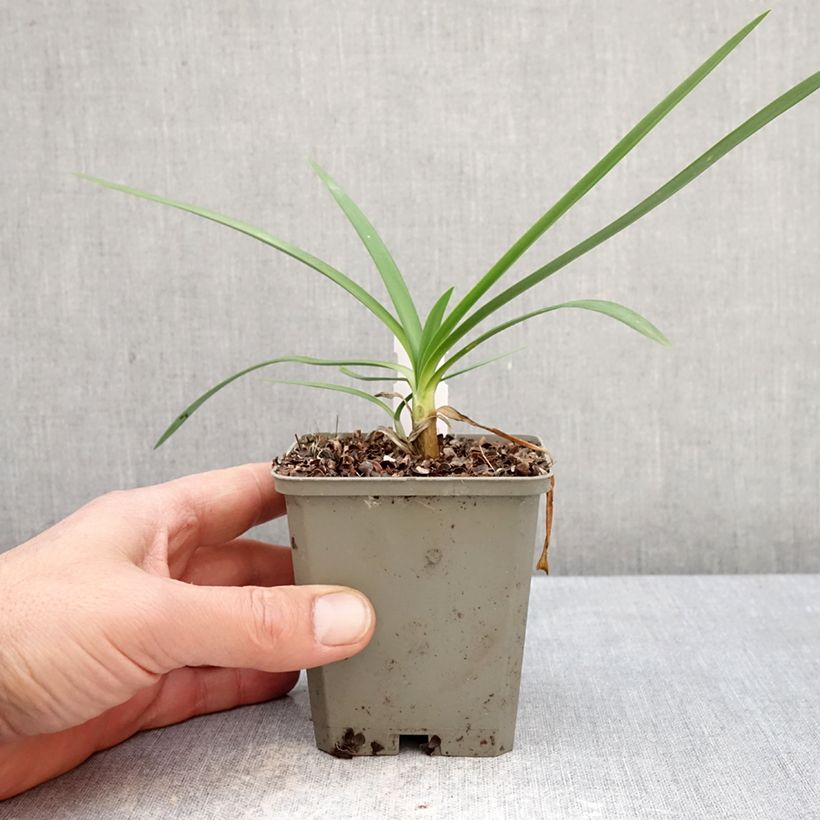 Agapanthus Strawberry Ice 8/9 cm pot sample as delivered in spring