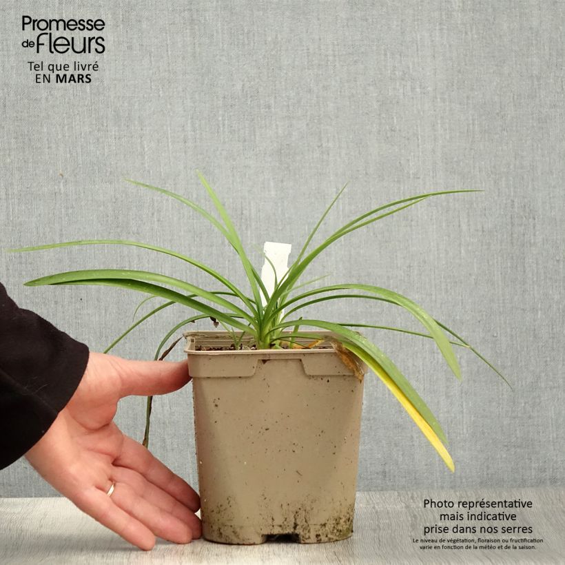 Agapanthus Strawberry Ice 2L/3L pot sample as delivered in spring