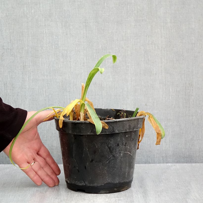 Agapanthus Sunfield 2L/3L pot sample as delivered in autumn