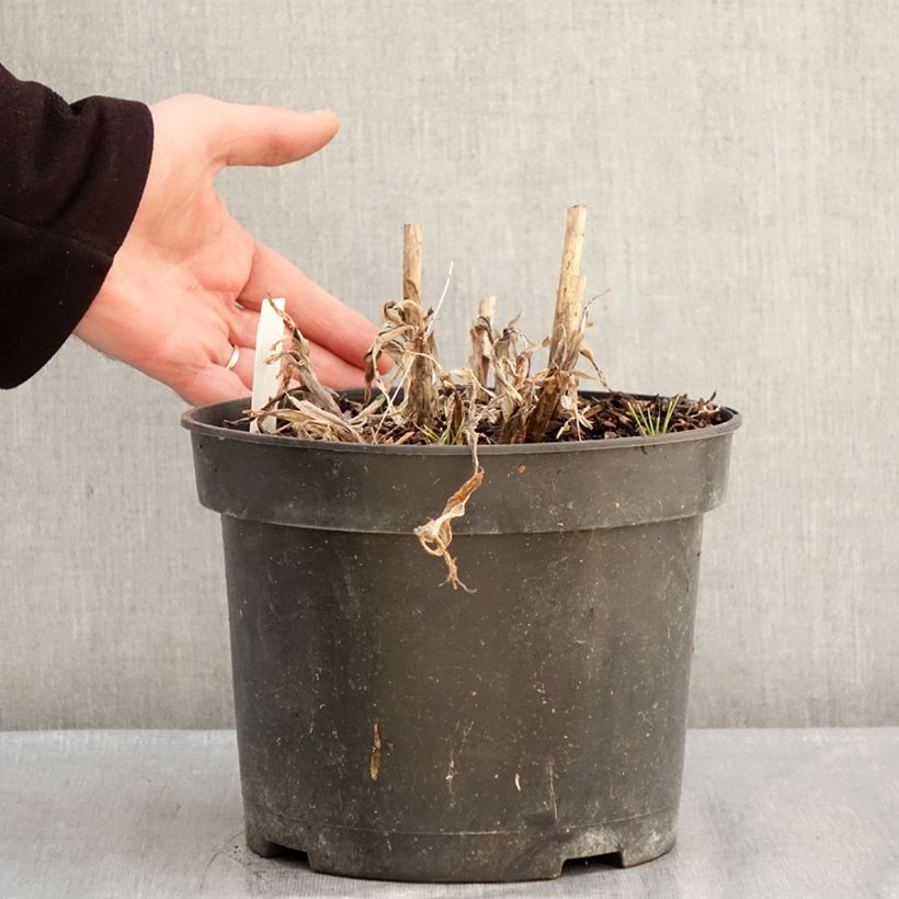 Agapanthus Sunfield 4L/5L pot sample as delivered in winter