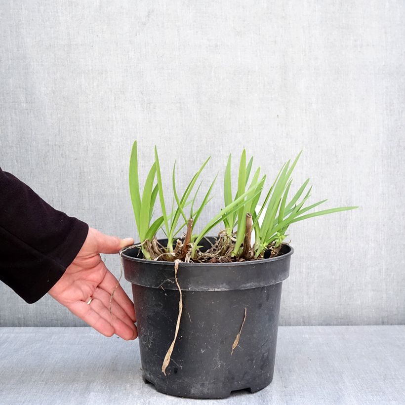 Agapanthus Sunfield 4L/5L pot sample as delivered in spring