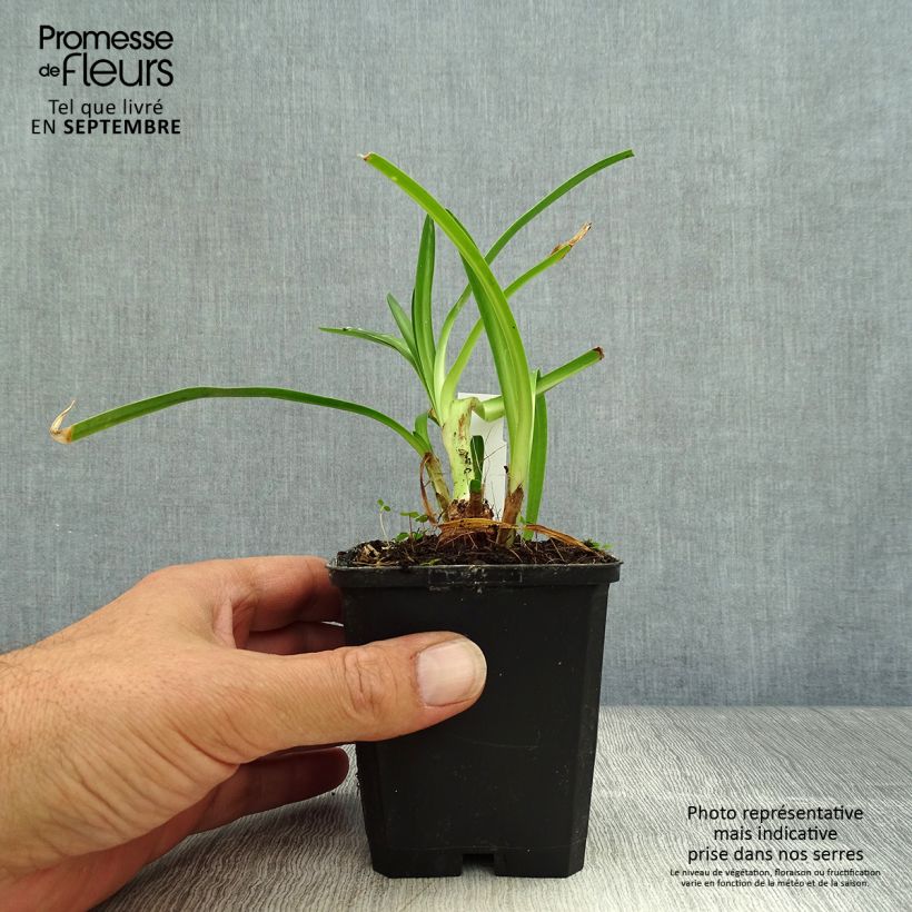 Agapanthus Twister 8/9 cm pot sample as delivered in autumn