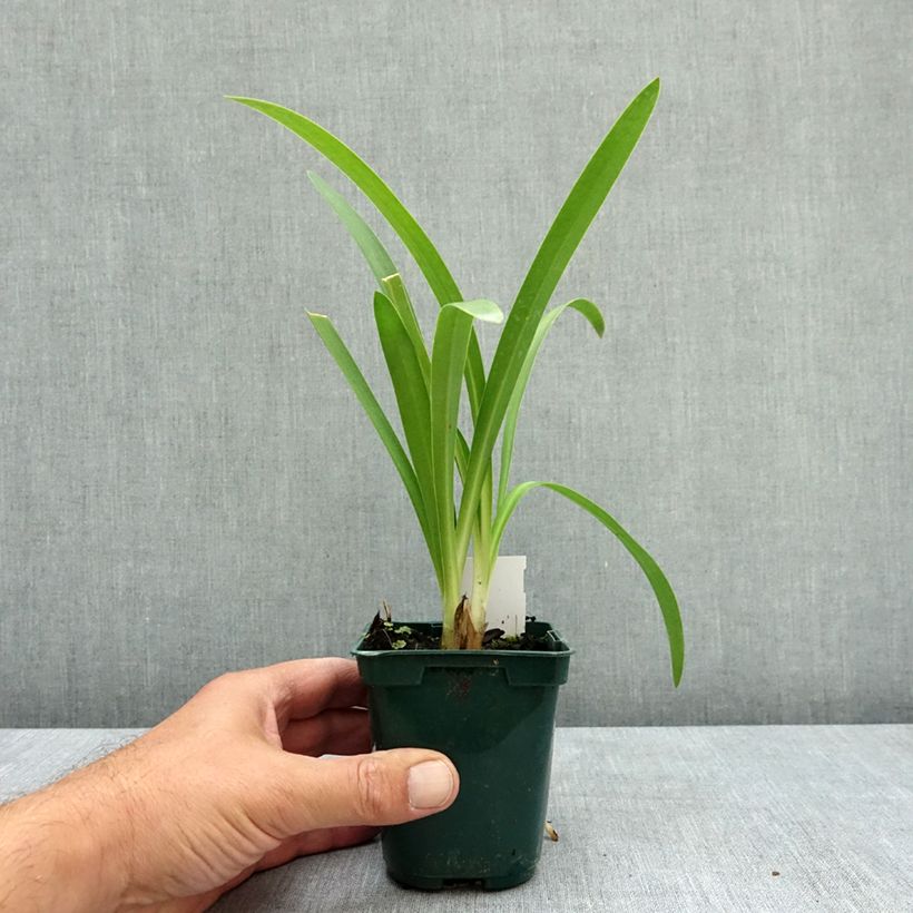 Agapanthus umbellatus 7/8 cm pot sample as delivered in summer