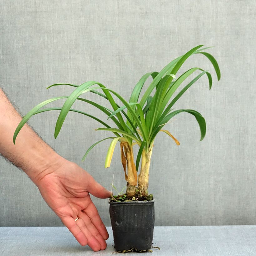 Agapanthus Vallée de lAuthion 8/9 cm pot sample as delivered in autumn