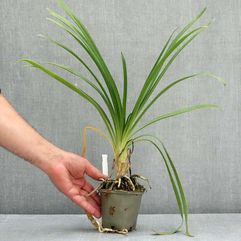Agapanthus Vallée de lAuthion 8/9 cm pot sample as delivered in spring